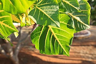 《浩劫前夕》Steam在线峰值3.8万 玩家流失严重